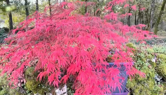 Présentation de plantes de terre de bruyère, Jardin zen, Pranzac