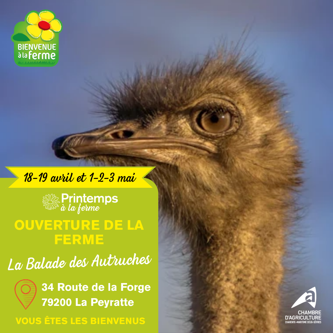 PRINTEMPS A LA FERME La Balade des Autruches Portes ouvertes  La Peyratte