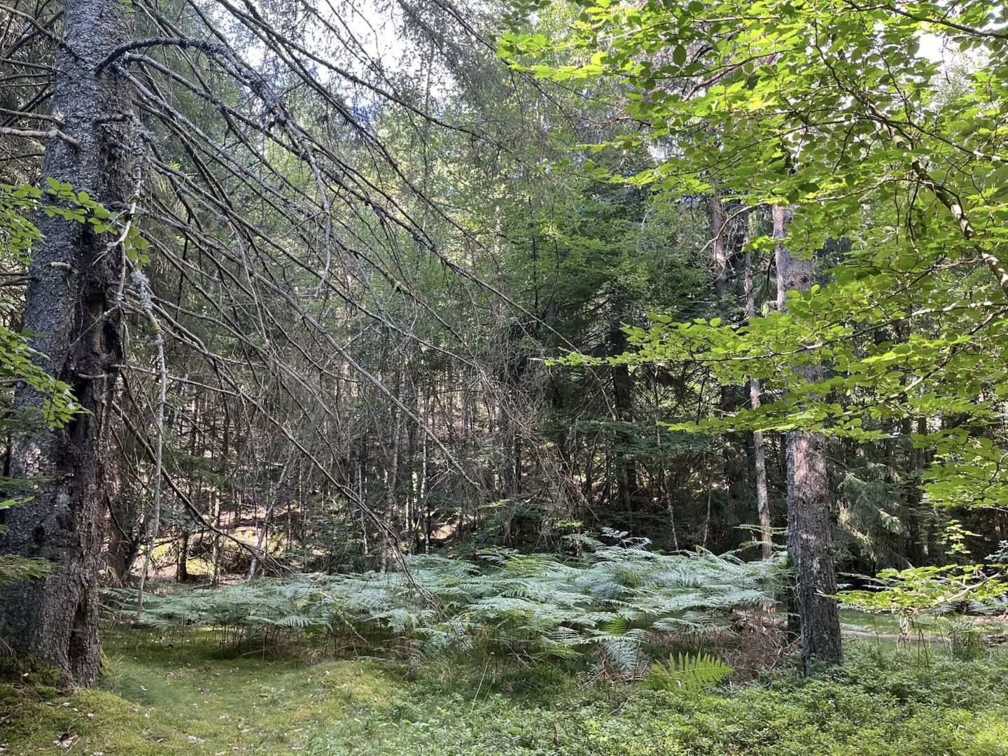 PRINTEMPS DES SENS SÉJOUR OUÏE ET TOUCHER  Pont de Montvert Sud Mont Lozère