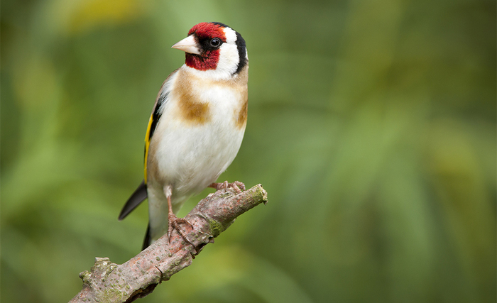 Printemps, parade et construction de nids, Domaine de Villarceaux, Chaussy