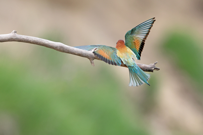 Projection animalière par Julien Arbez Ferme familiale Gustave Courbet Flagey