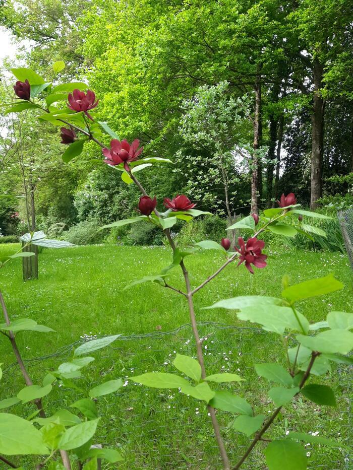 Promenade botanique guidée pour découvrir, observer, admirer des arbres de tous les continents, Arboretum du tuffeau, Saint-Gervais-de-Vic