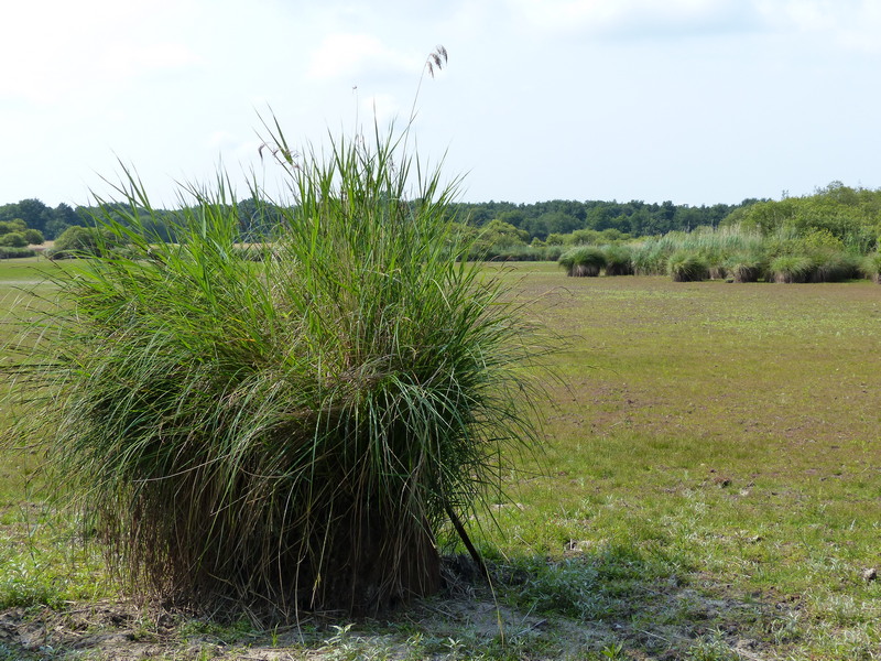 Promenade insolite sur un étang sans eau  Saint-Michel-en-Brenne