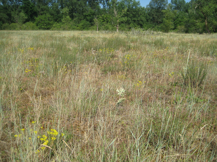 Prospections botaniques à l'ENS du Bec de Dore parking du stade de foot Limons