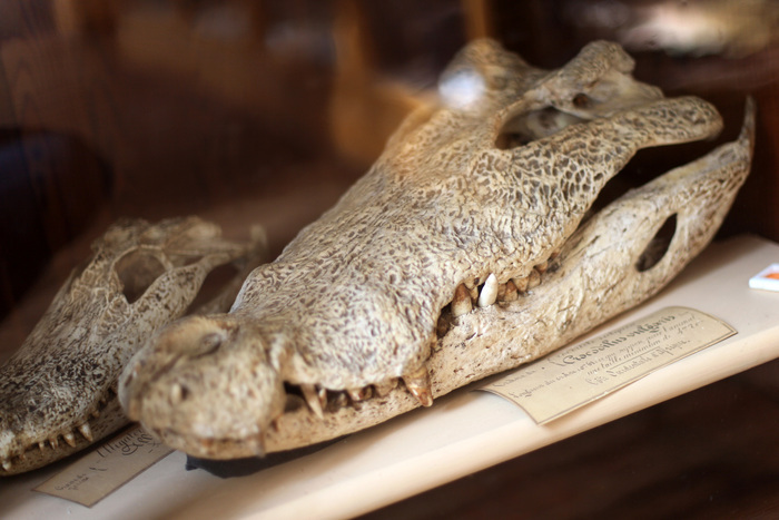 Quand les animaux se racontent, Muséum d&rsquo;histoire naturelle Philadelphe Thomas, Gaillac