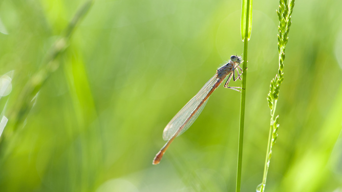 Quand libellules et demoiselle s&rsquo;en mêlent, Parc Urbain de Lomme, Lomme