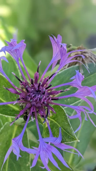 Qu&rsquo;est ce qu&rsquo;une plante ?  Saint-Chély-d&rsquo;Aubrac