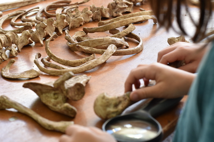 Qui a tué Oscar ? Village de l'archéologie de Lyon - Centre Berthelot Lyon