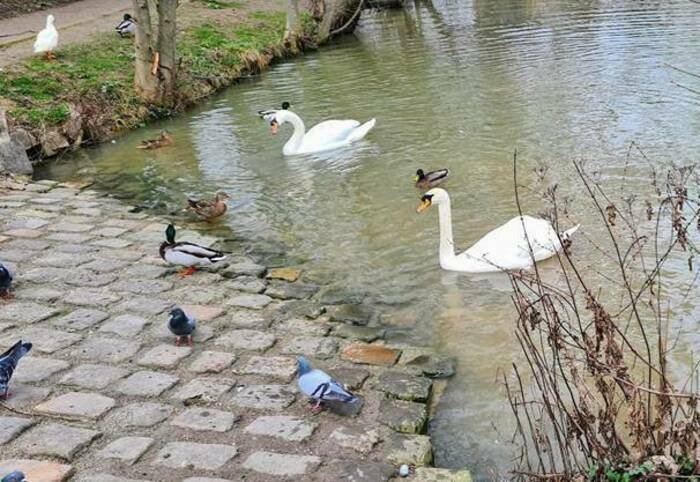 Rando 1/2 journée, Le Millepattes, Servon