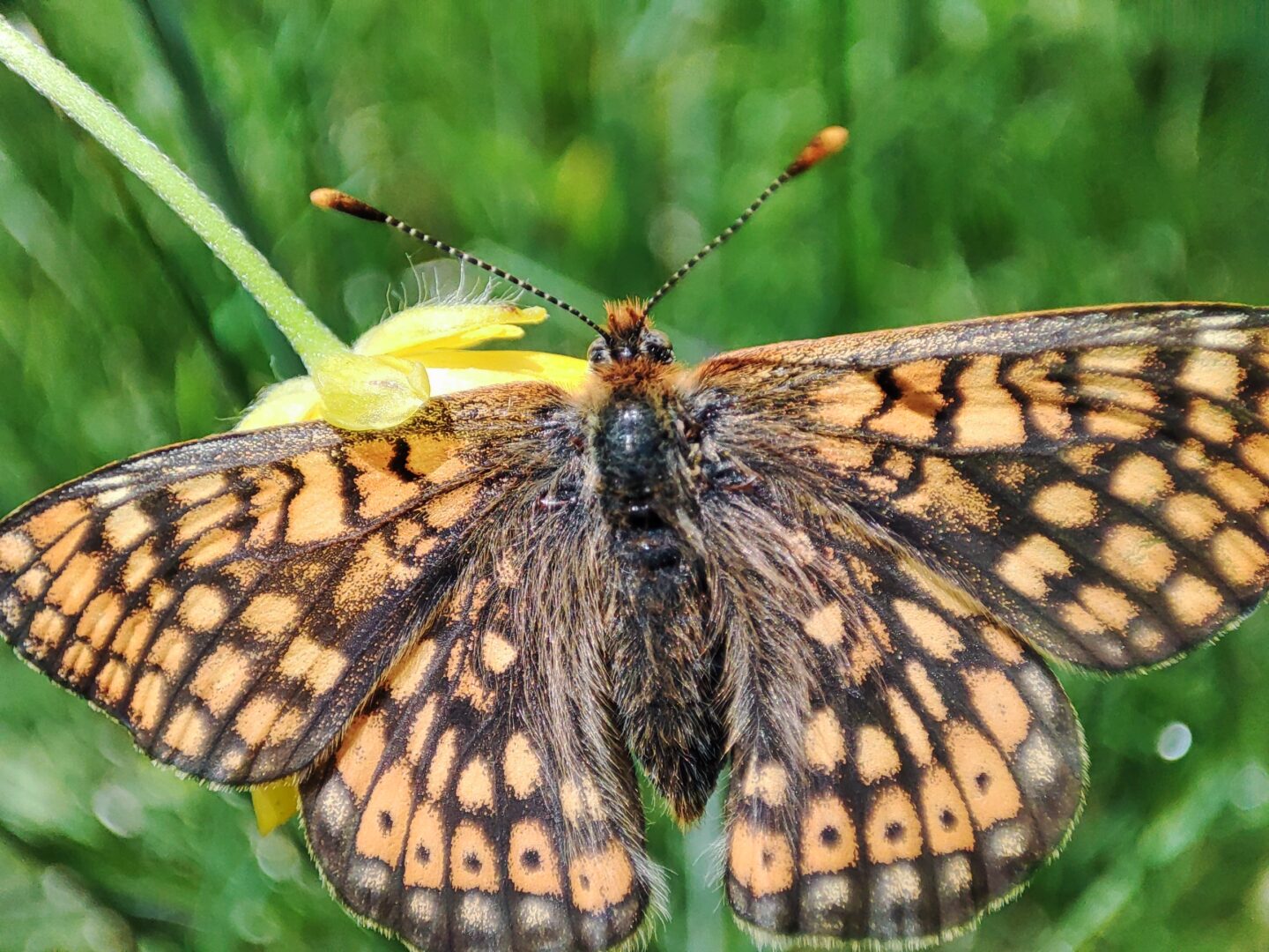 Rando découverte du site des prairies humides de la Fond du Loup  Champagnac-la-Rivière