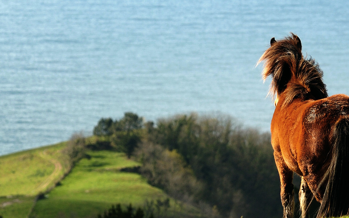 Randonnée accompagnée A la découverte des pottoks, belvédère sur Saint-Jean-de-Luz Place René Soubelet Urrugne