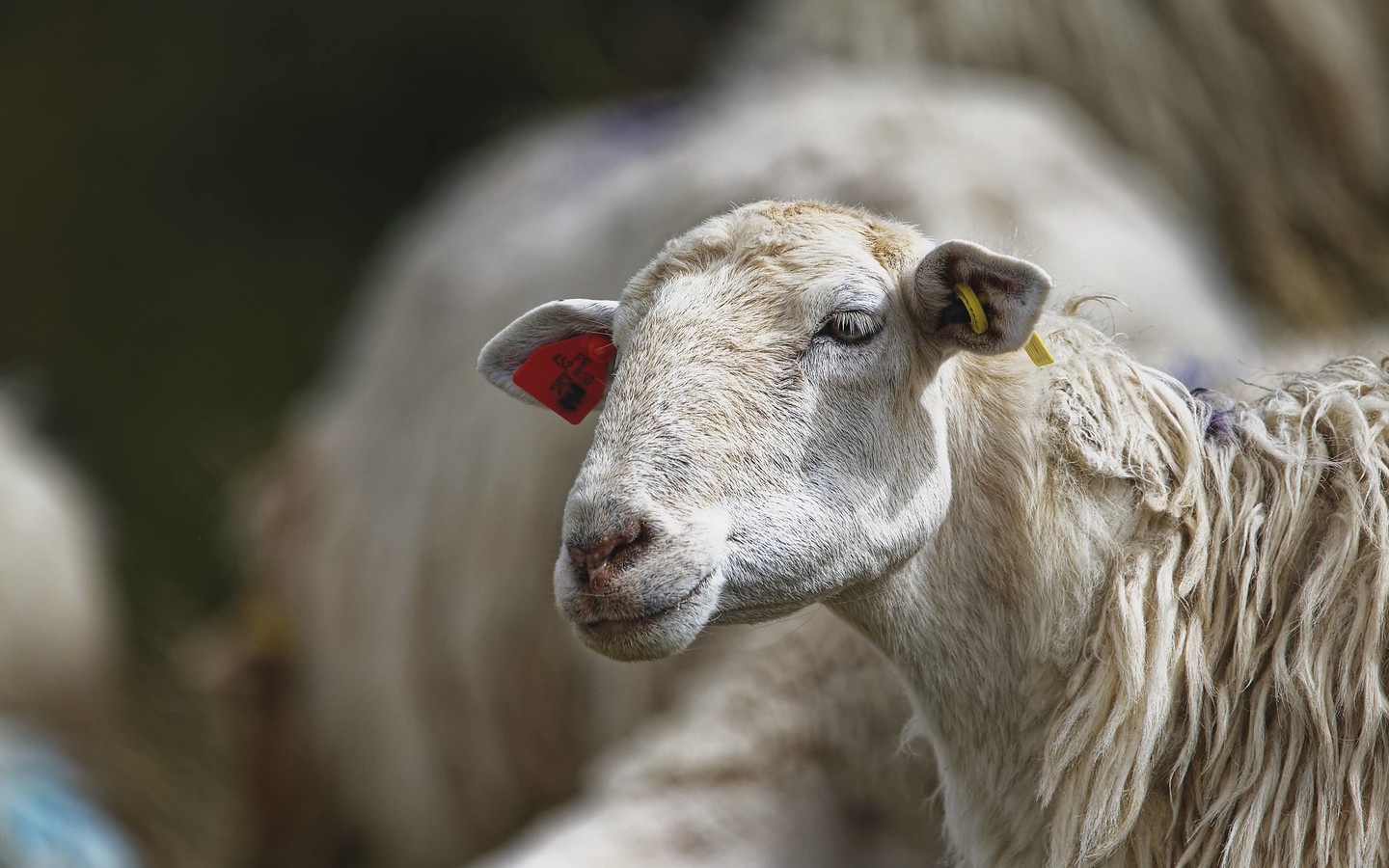 Randonnée accompagnée A la découverte du fromage de brebis