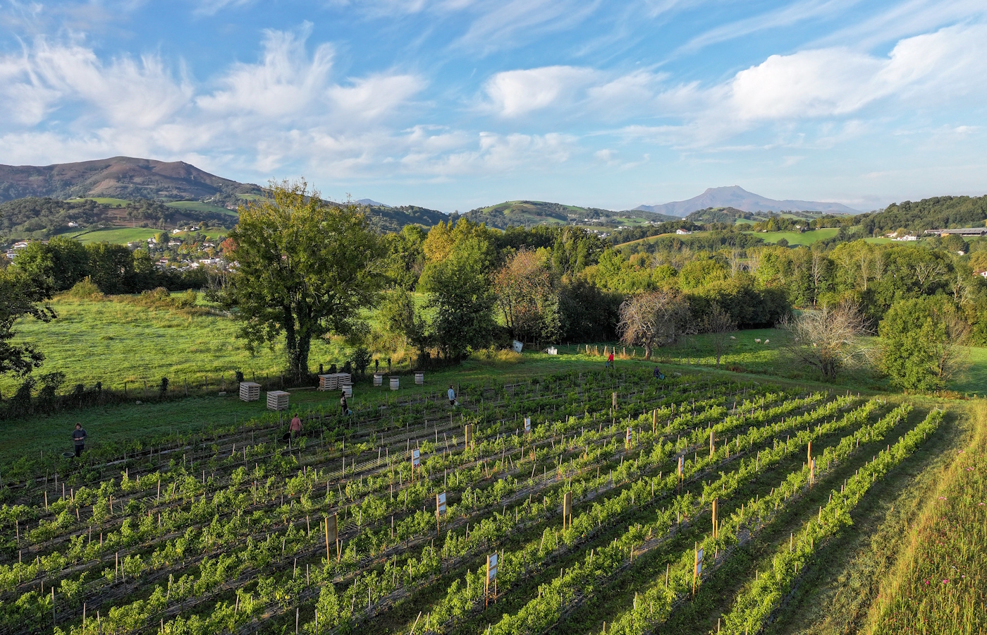 Randonnée accompagnée à la découverte du piment d'Espelette Parking de l'église Itxassou 2026-07-24