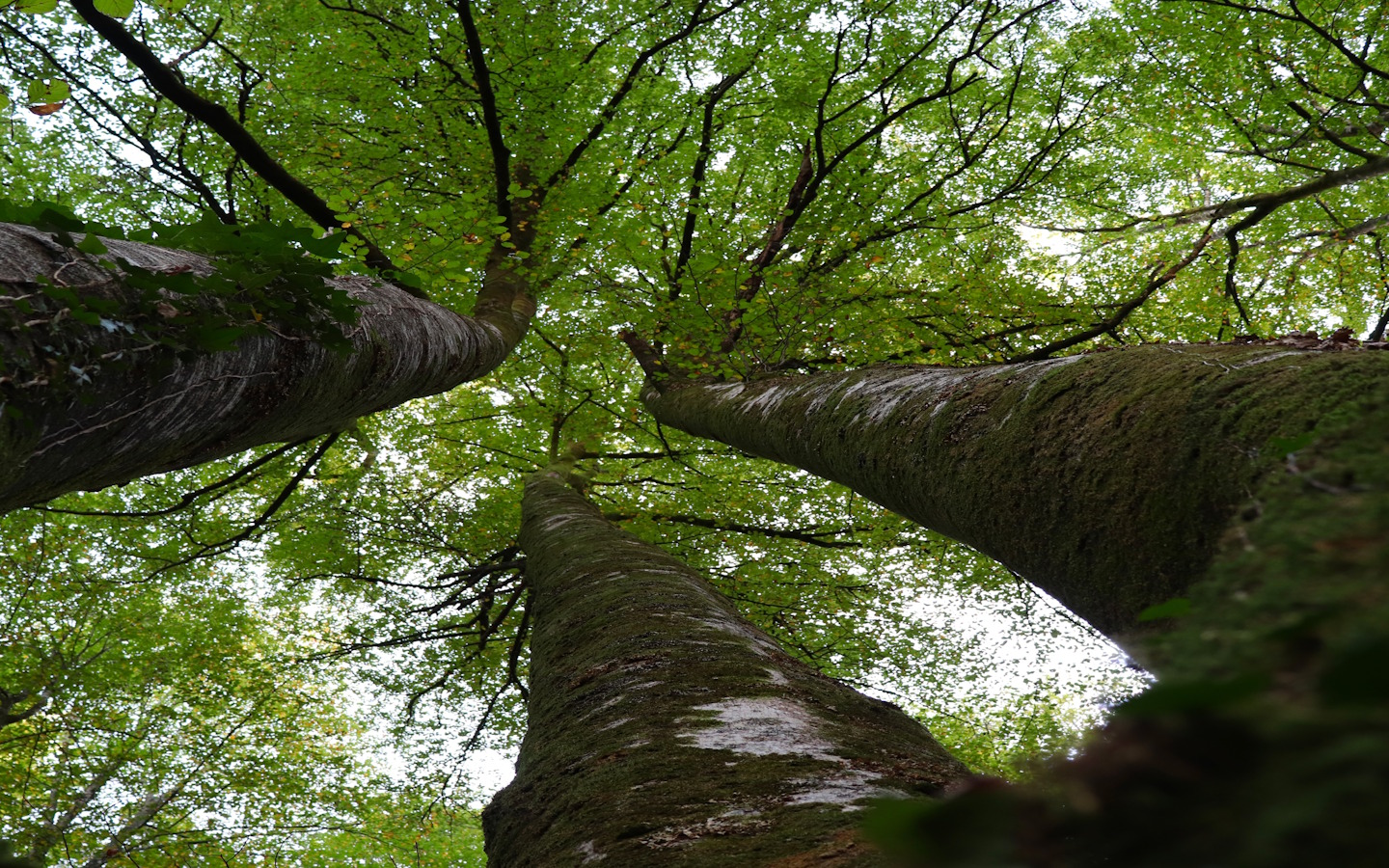 Randonnée accompagnée avec Ramondia Promenons-nous dans les bois 173 Rue Karrika Saint-Pée-sur-Nivelle 2026-07-31