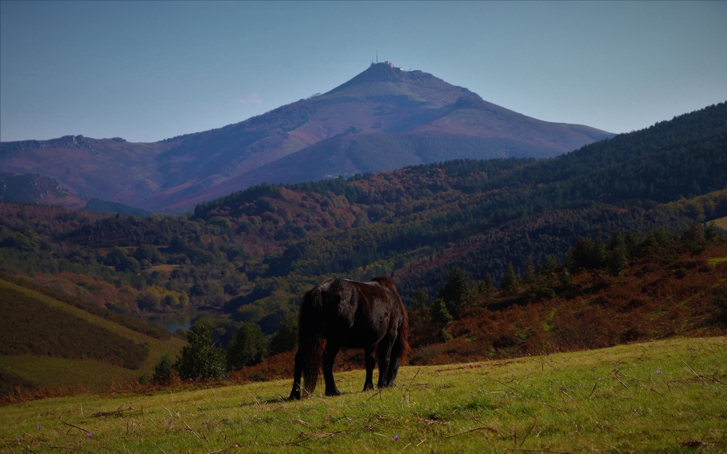 Randonnée accompagnée Le pottok, cheval basque Office de tourisme d&rsquo;Ainhoa Ainhoa