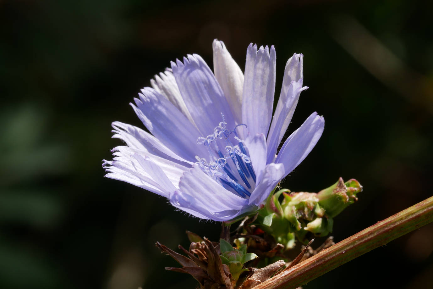 Randonnée botanique  Mouthier-Haute-Pierre