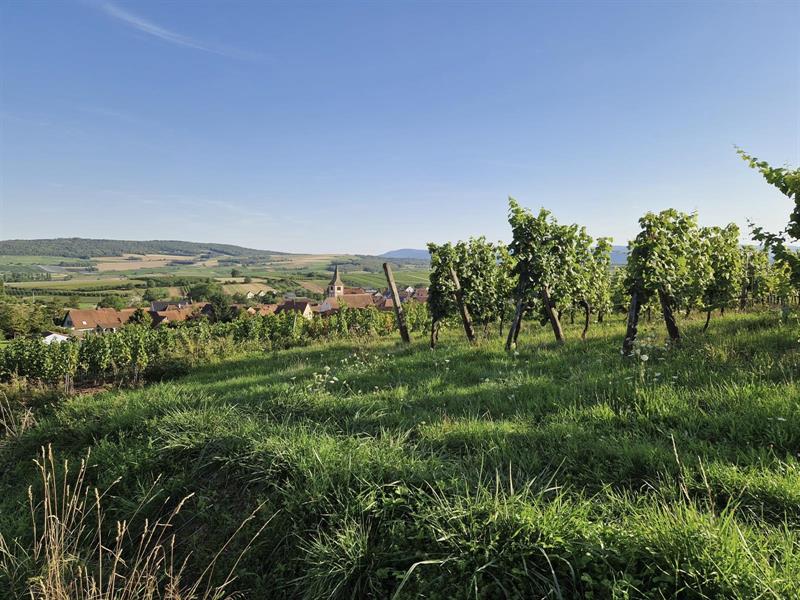 Randonnée Circuit de Balbronn Balbronn Bas-Rhin