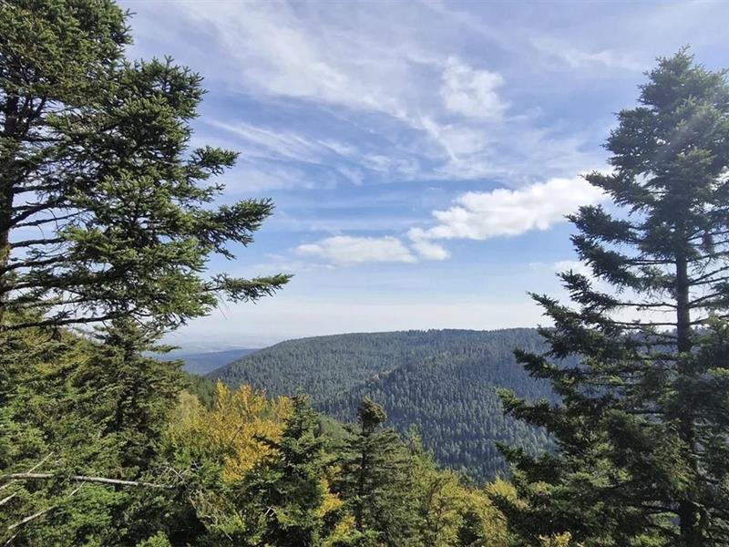 Randonnée Circuit des Druides Wangenbourg-Engenthal Grand Est