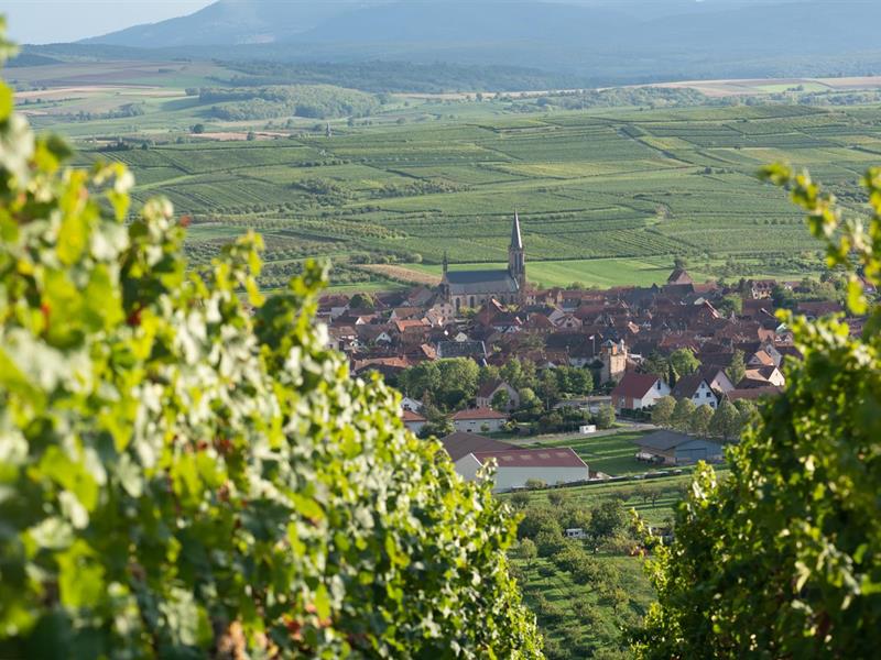 Randonnée Circuit du Bruderbach Westhoffen Bas-Rhin