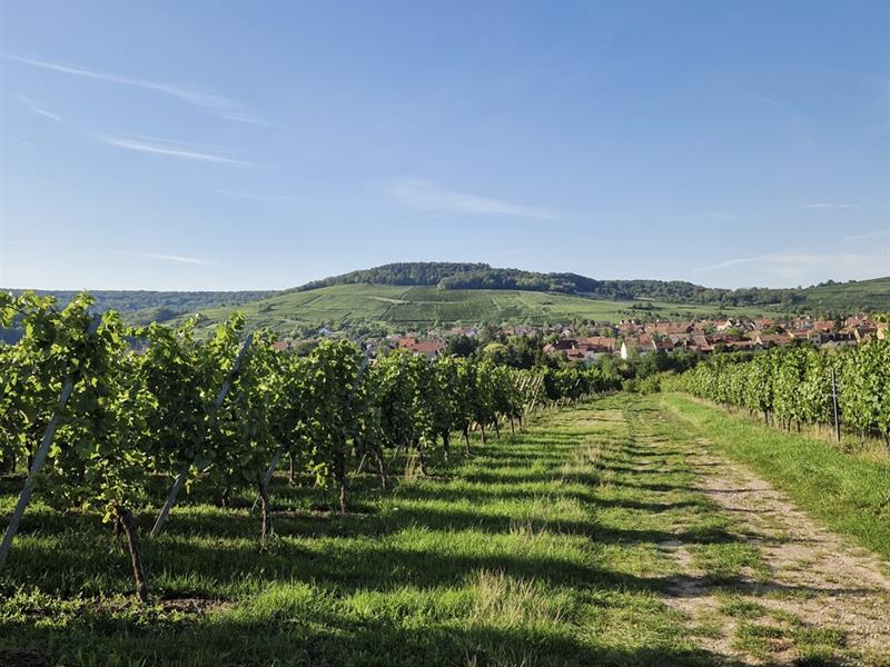 Randonnée Circuit du Loejele Balbronn Bas-Rhin