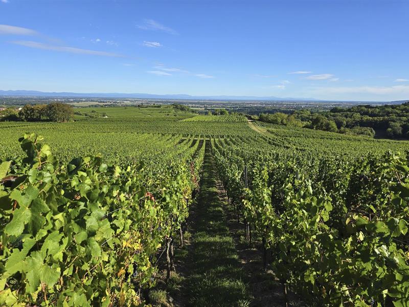 Randonnée Circuit du Rutscherle Dahlenheim Grand Est