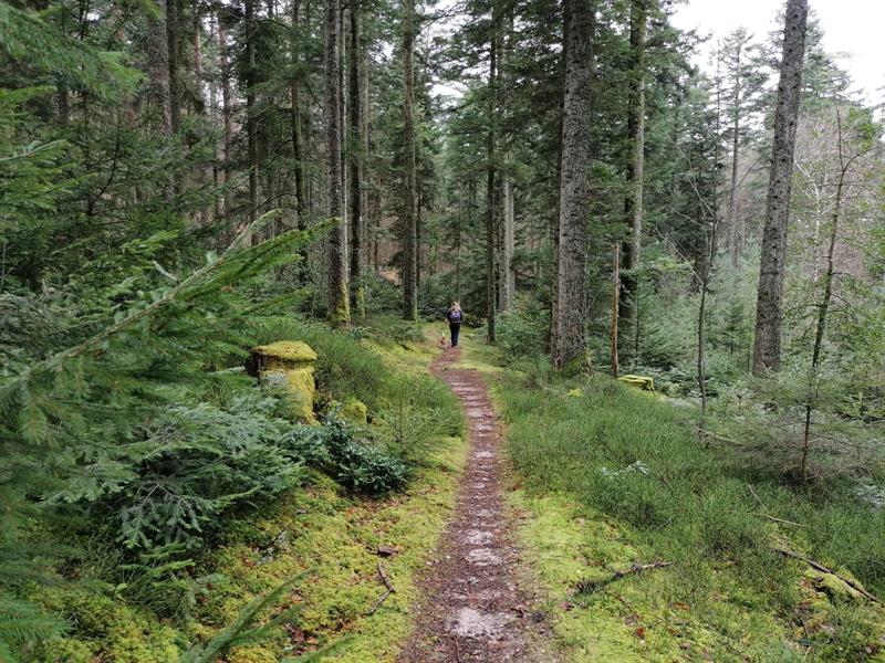 Randonnée Col du Petit Haut et Rocher de la Salière Fouchy Bas-Rhin