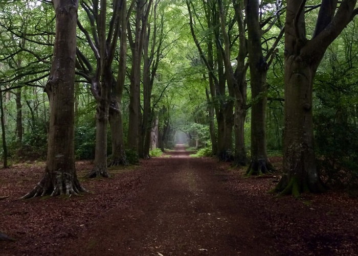 Randonnée crépusculaire au bois du Breuil, Parking des Riboussailles, Équemauville
