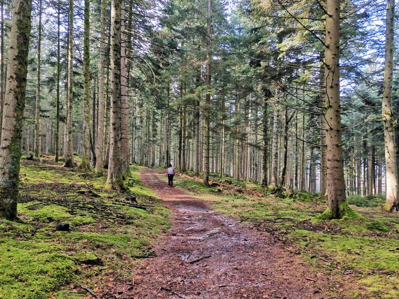 Randonnée Des cimes vers une vue à 360° Urbeis Bas-Rhin