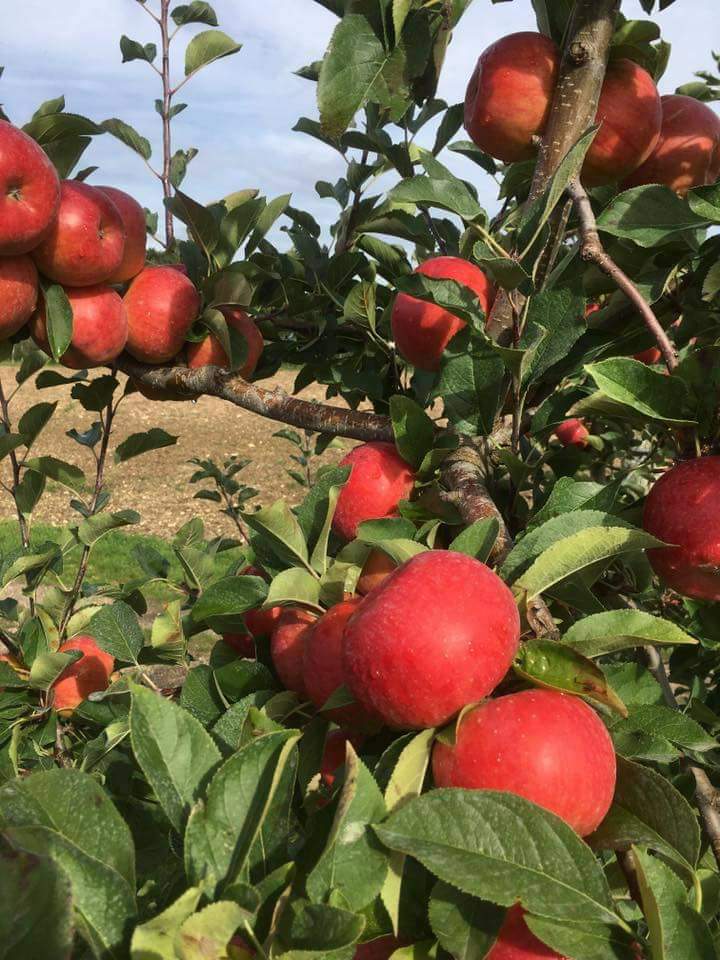 Randonnée des Vergers des Beaumonts Route d'Auxerre Bonny-sur-Loire 2026-11-21