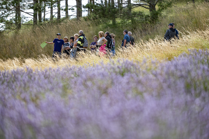 Randonnée familiale dans les champs de lavande du Vercors, Distillerie des 4 Vallées, Chamaloc