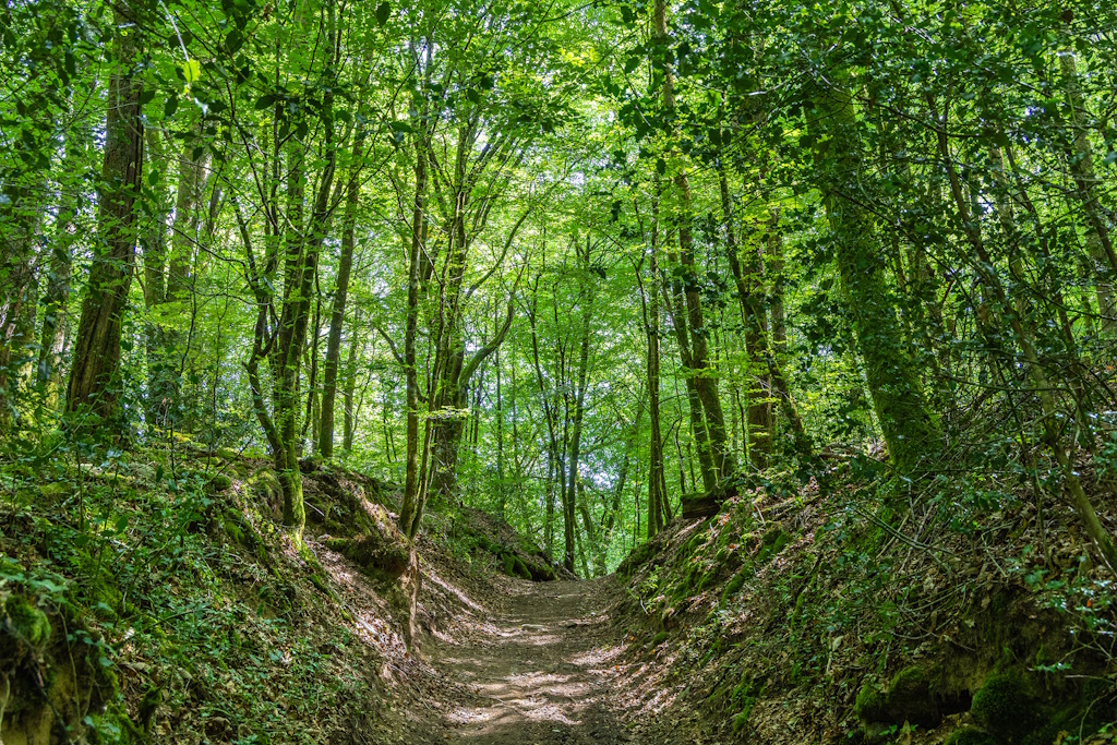Randonnée guidée Le sentier des petits ruisseaux Stade Compreignac