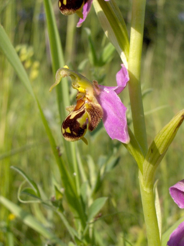 Reconnaître et recenser les orchidées  Lureuil