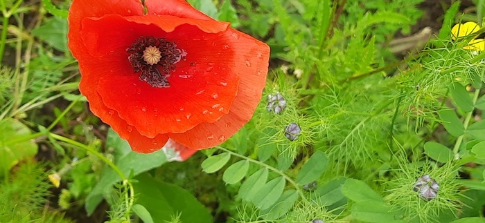 Regardons nos jardins ! L'Écho des jardins - Centre socio-culturel Primevère Lesson Rochefort