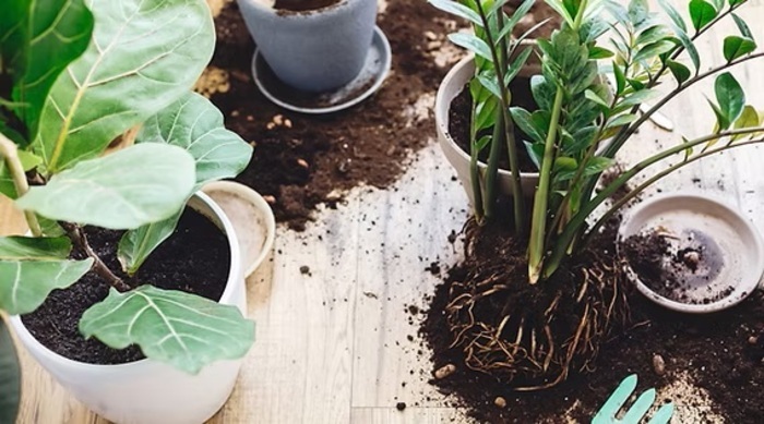 « Rempote ta pote » avec RDV au Jardin, Ateliers Octopodes, Chambéry