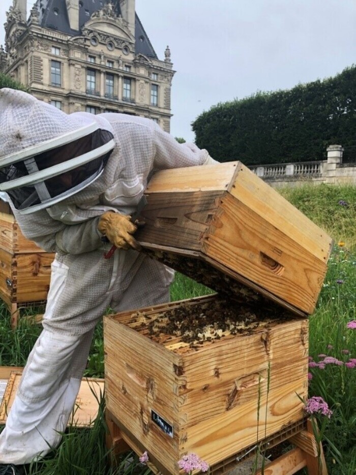 Rencontre avec l’apiculteur du rucher du Domaine National du Louvre et des Tuileries Jardin des Tuileries