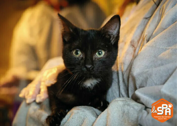 Rencontre avec les bénévoles de la maison SPA de Tourcoing Médiathèque Andrée Chedid Tourcoing