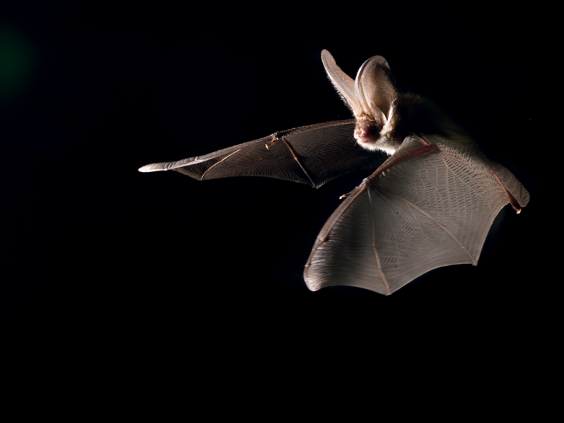 Rencontre avec les chauves-souris du sanctuaire  Bitche