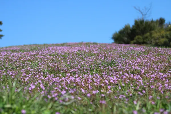 Rencontre le réchauffement climatique quelle agriculture pour demain ? village d'Aubrac Saint-Chély-d'Aubrac 2026-08-21