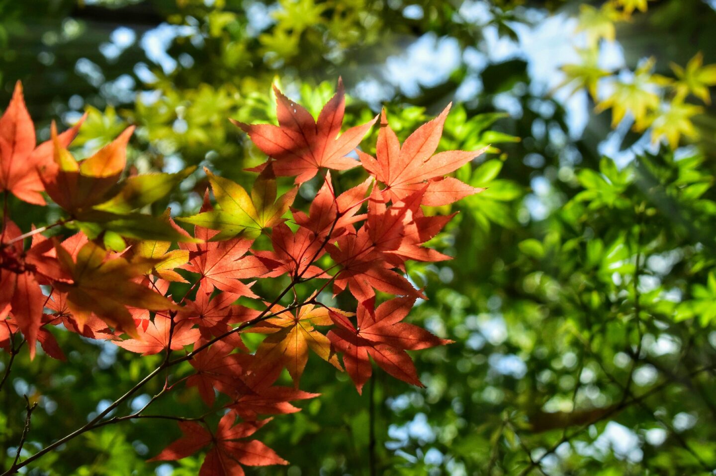 RENCONTRE L&rsquo;OBSERVATOIRE DES SAISONS MÉDIATHÈQUE LA RUCHE Seysses