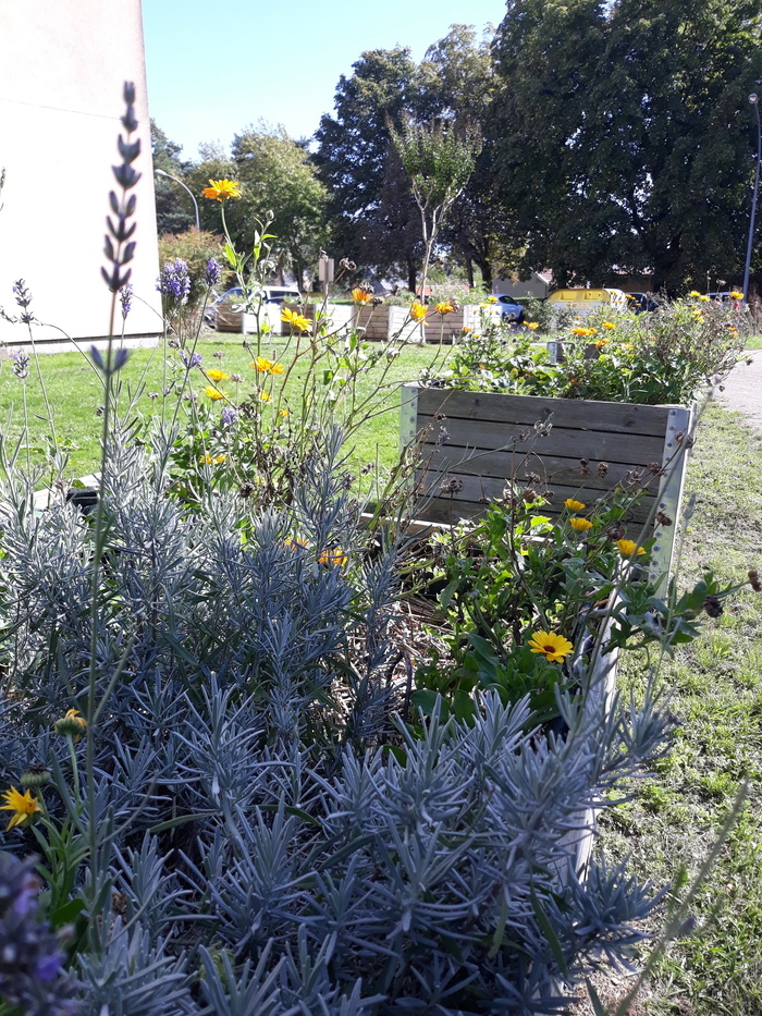 Rendez-vous au jardin Chêne des anglais, Jardin chêne des anglais, Nantes