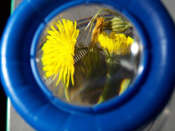 Rendez-Vous aux Jardins au Colibri Valence - Découverte de la Nature en Ville ! Jardin Le Colibri Valence