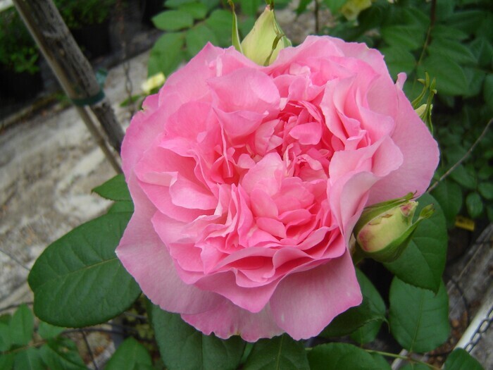 Rosiers et économie d&rsquo;eau, Ferme de Susterre, Daux