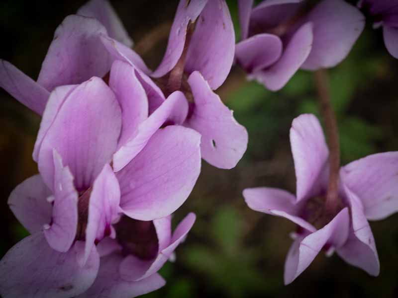Salon des orchidées  Bélâbre