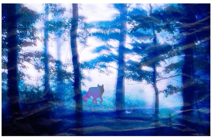 Se souvenir des loups Auditorium des Champs Libres Rennes