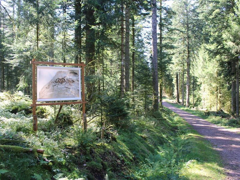 Sentier À l’école buissonnière des Xettes Gérardmer Vosges