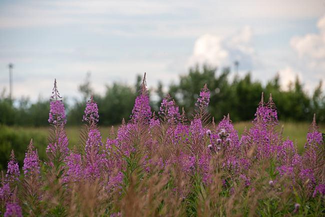 Sentier autour du patrimoine Pétra’villain Ville-sur-Illon Vosges
