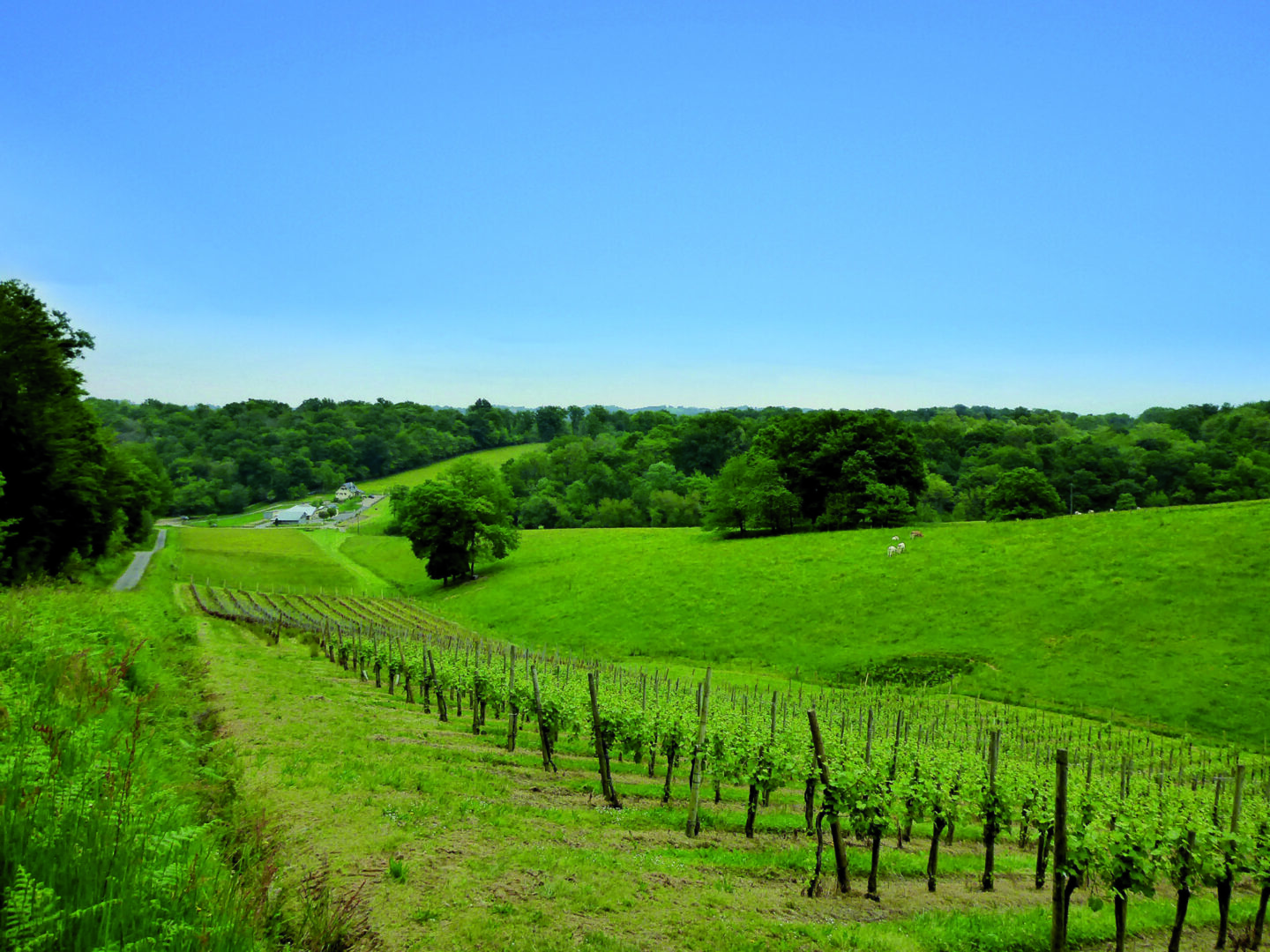 Sentier d&rsquo;interprétation forestier Le bois du Laring Monein Pyrénées-Atlantiques
