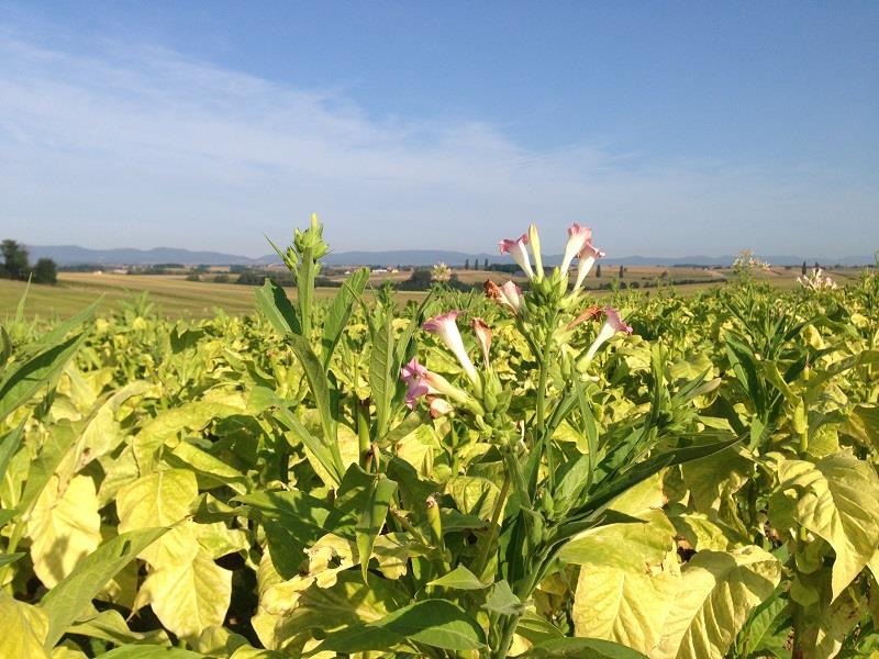 Sentier pédestre Circuit de Croettwiller Crœttwiller Bas-Rhin
