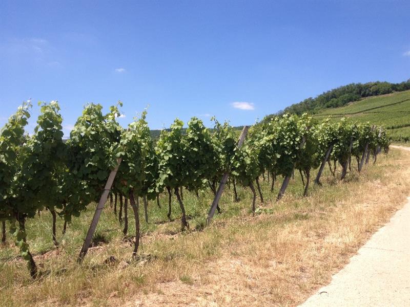 Sentier viticole de Marlenheim Marlenheim Grand Est
