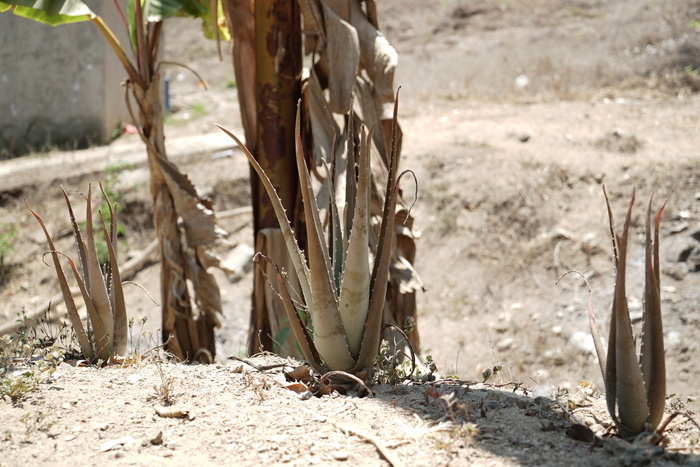 -Séries mexicaine- galerie d&rsquo;art « Rendez-vous » Montfaucon